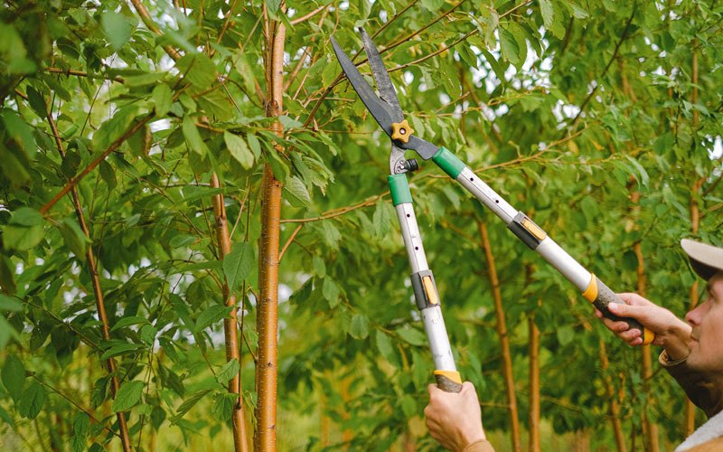 Tree trimming in Fruitland, MD