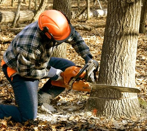 Tree Removal in Fruitland, MD